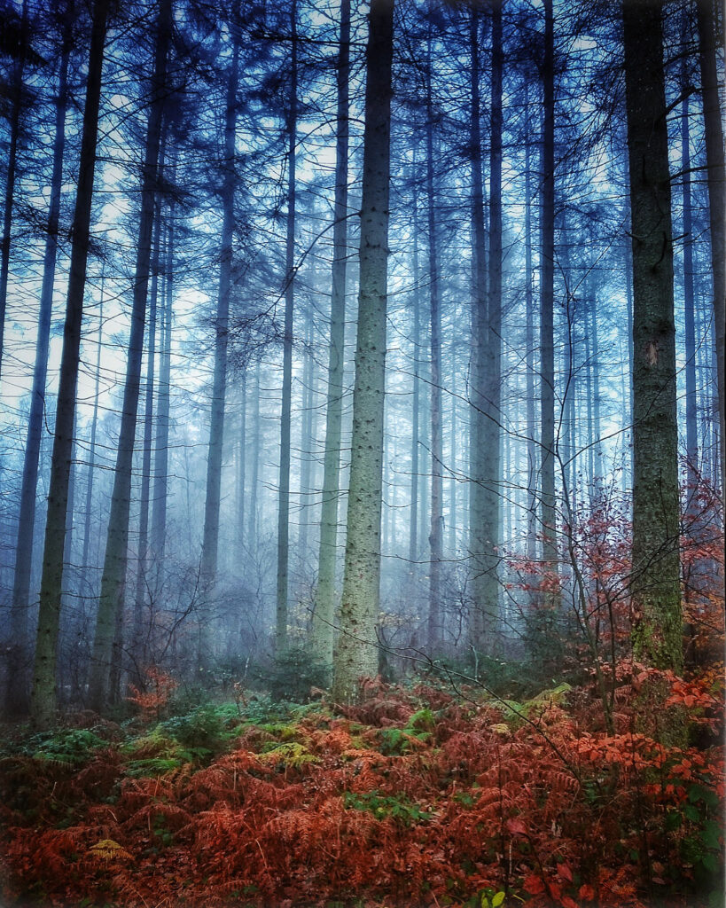woodpic-1