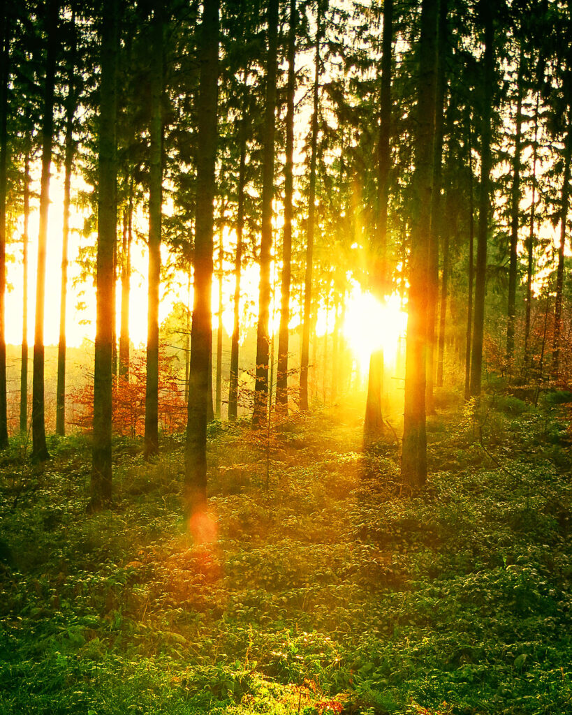 woodpic-2