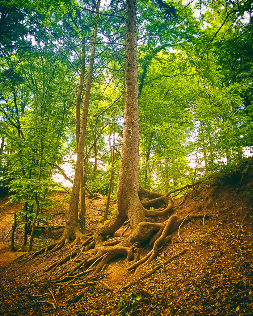 woodpic-3